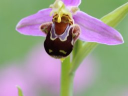 Ophrys_apifera